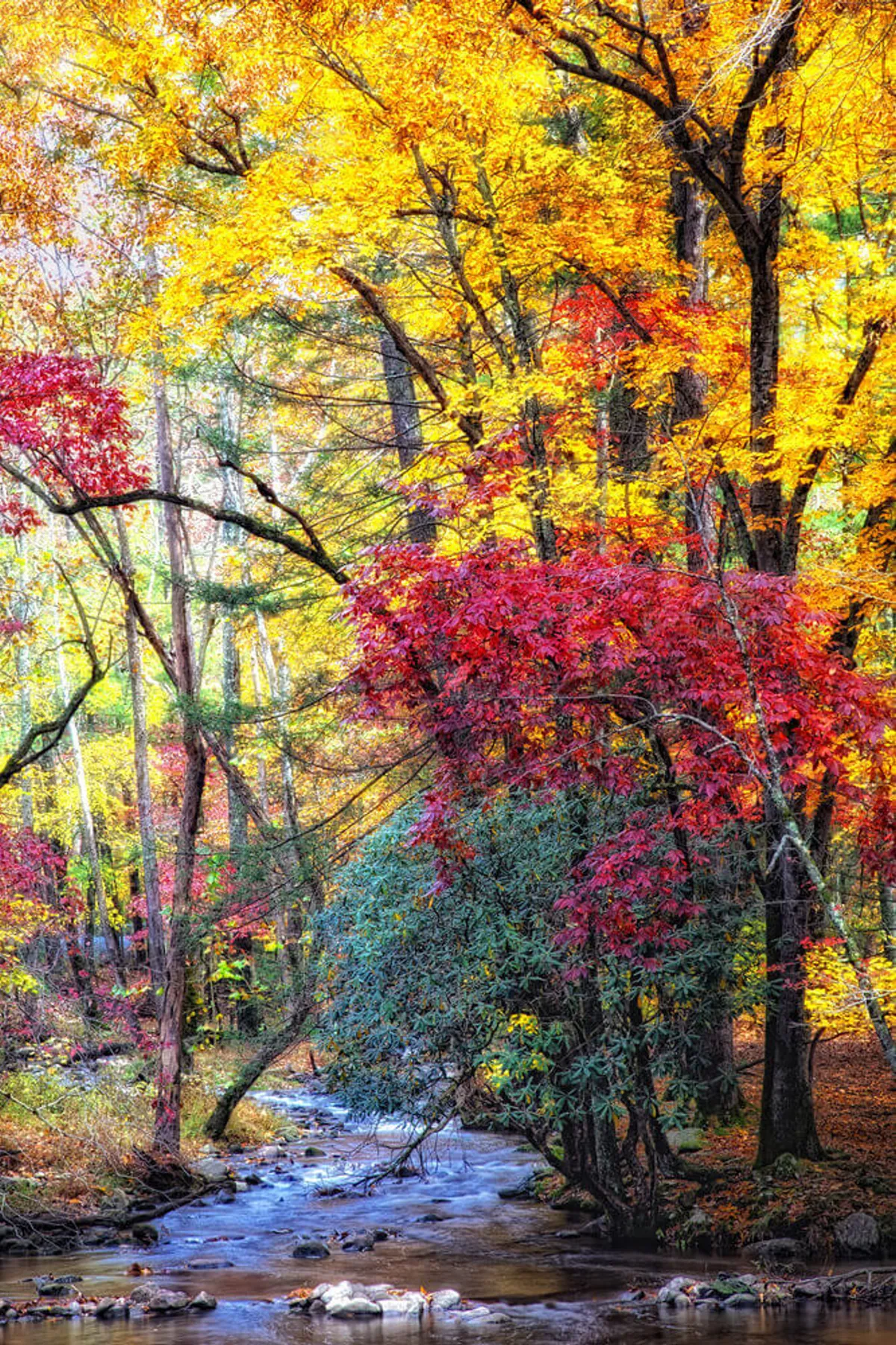 A scenic view of vibrant fall foliage surrounding a gently flowing stream, with a variety of colorful trees and underbrush painting the landscape. The peaceful setting evokes the essence of the Great Smoky Mountains National Park, inviting viewers to imagine hiking, bird watching, or picnicking in nature.